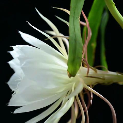 昙花一现，只为韦陀