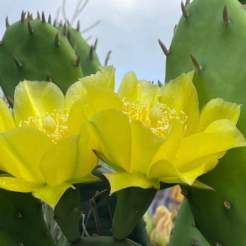 长在墙头上的仙人掌～山东临沂费县薛庄彩山前奇特仙人掌开花了