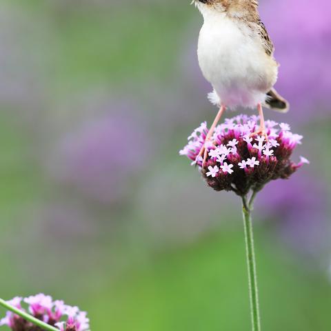 马鞭草和棕扇尾莺