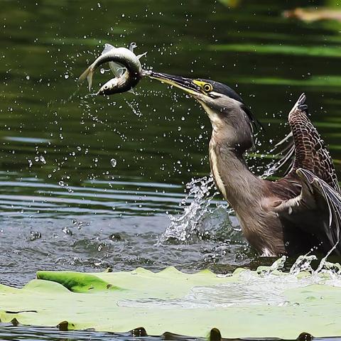 绿鹭捕鱼季