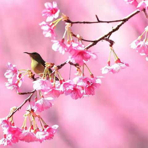 樱花太阳鸟