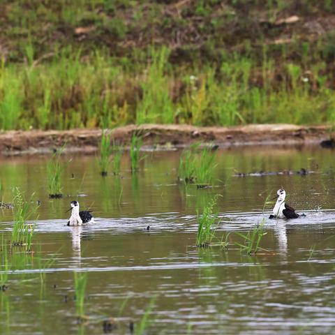 黑翅长脚鹬沐浴图