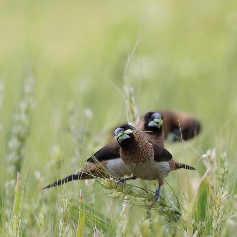 白腰文鸟与斑文鸟