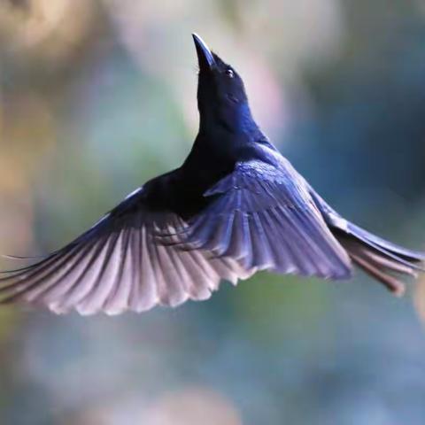 千姿百态灰卷尾