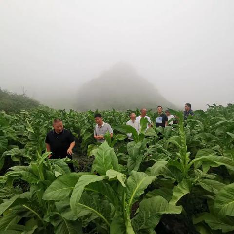 昭通市局（公司）检查组到镇雄检查烟叶标准化生产工作