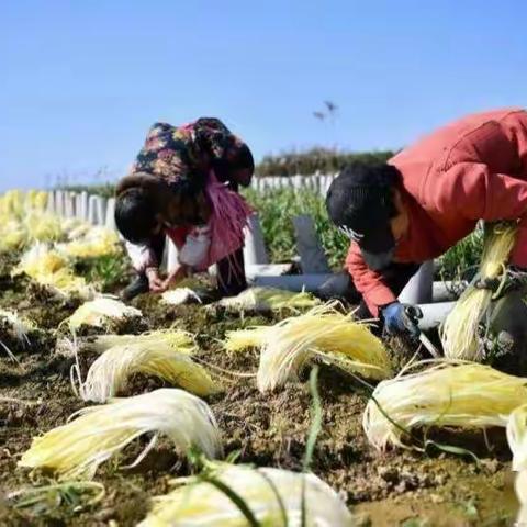 青山绿水看寨乐