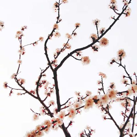 小区春花烂漫