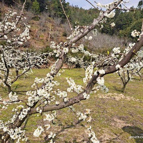 福建农林大学和建宁县农业农村局专家入果园技术指导