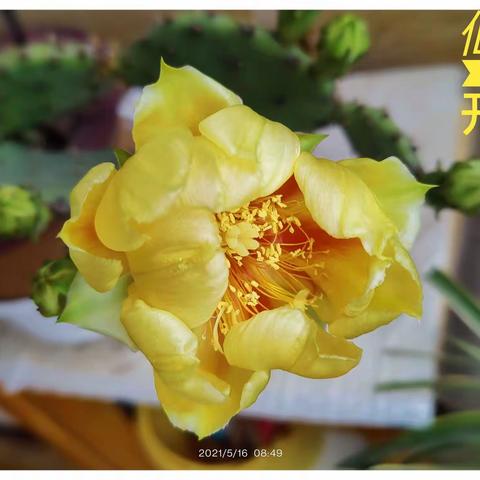 红五月仙人掌花盛开