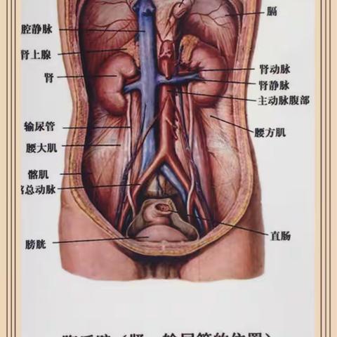 五脏六腑的学习图片