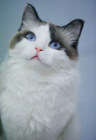 我的守护神—宠萌猫