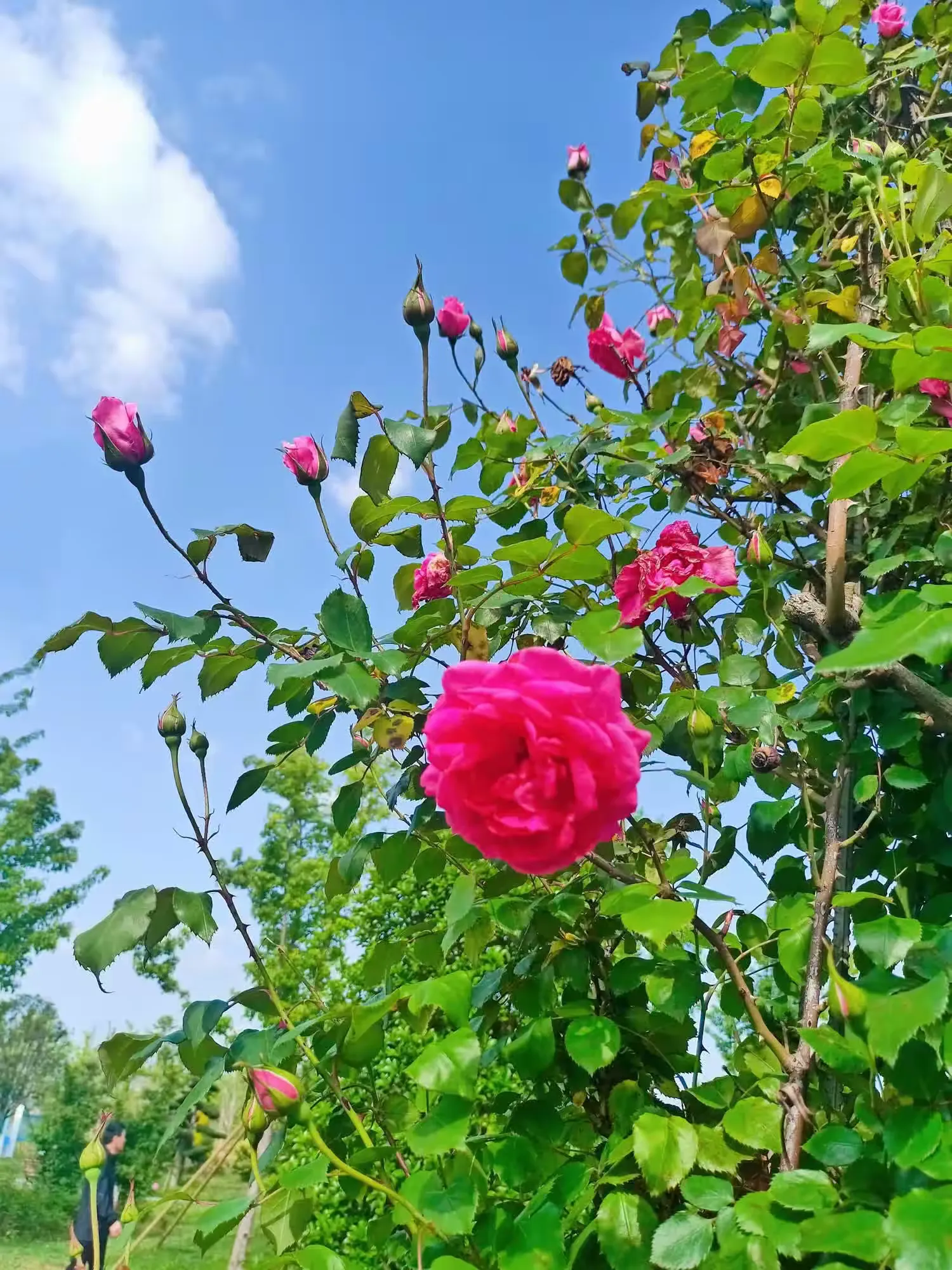 简篇-季节很美,岁月很美,人生也很美