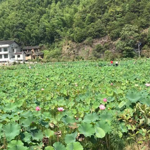 回家（五月五日午,赠我一枝艾。故人不可见,新知万里外)