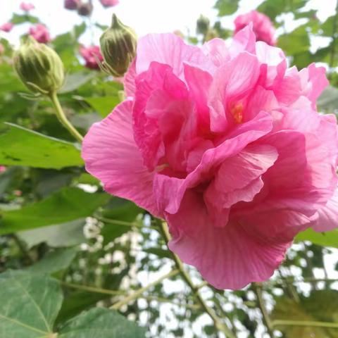 秋己深，冬初冷，芙蓉花正开！