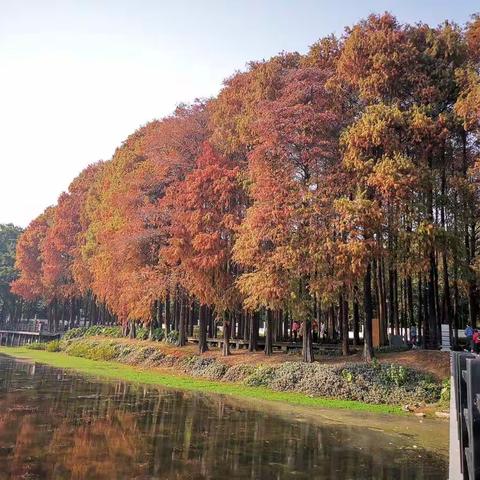 广州“爆红”了！广州落羽杉红了，广州的梅花盛开了。（手机拍摄）