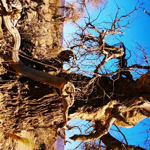 新疆行之十:木垒胡杨林