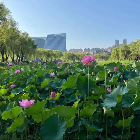 七月流火—正是赏荷好时节