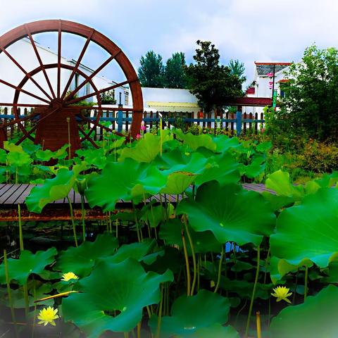 美丽乡村 西埂莲乡（2019.7.10）