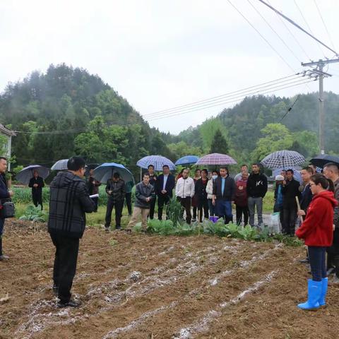 绥阳镇召开大豆玉米带状复合种植现场会