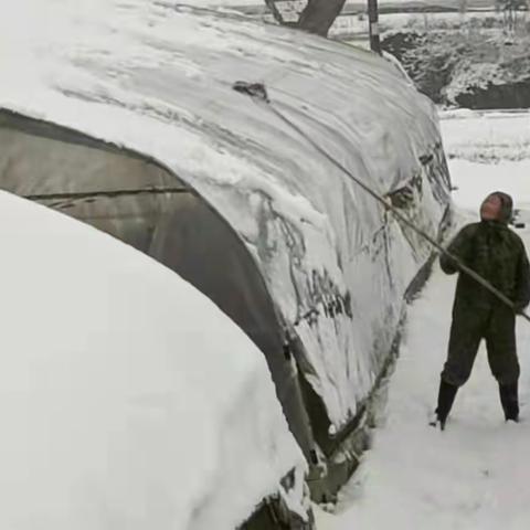 绥阳镇：大棚除雪保安全，齐心协力保生产