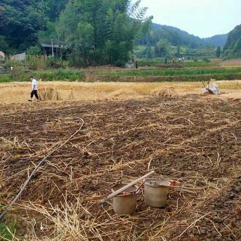 永盛社区：秋收正当时  美丽好“丰”景