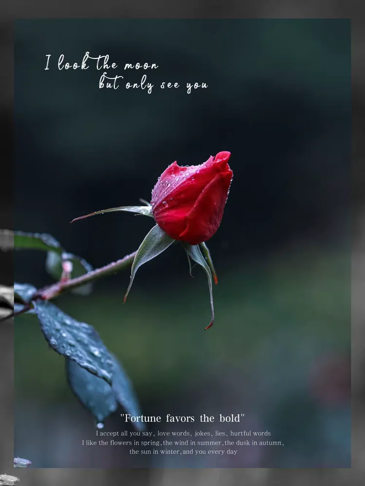 雨中玫瑰，浪漫满园