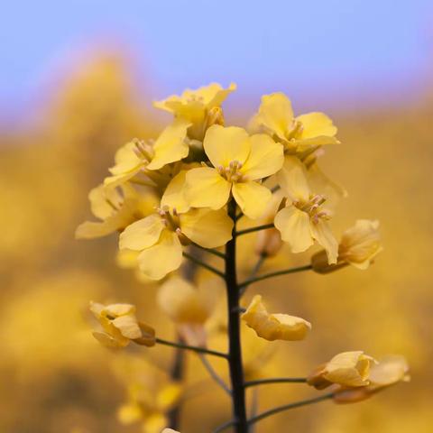 220327青剑湖油菜花