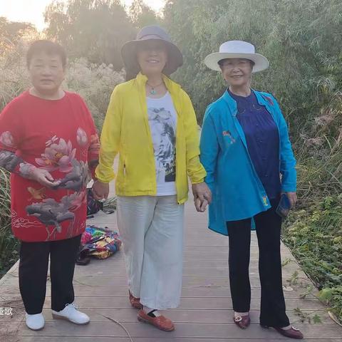 月岛河畔夕阳下的，芦苇荡