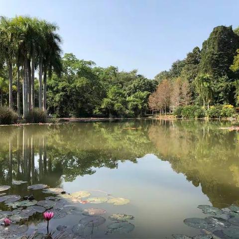 西双版纳热带植物园2018.2.11