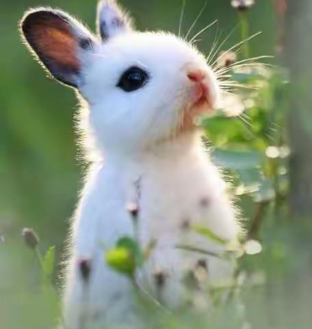 美术小课堂《兔子的长耳朵》🐇🐇-中班美术教研活动