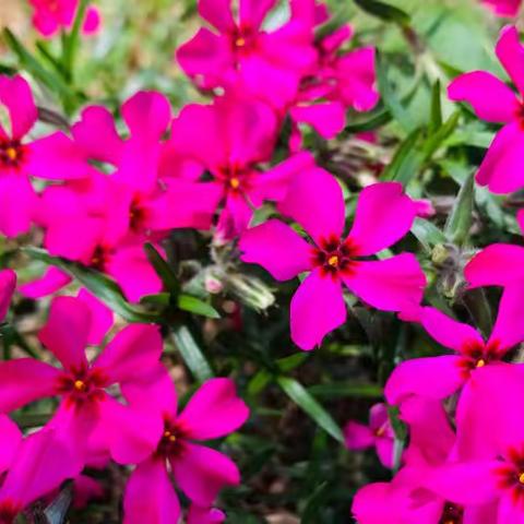 五育并举聚云端   守得春花香满园                     ———五（3）班线上教学总结