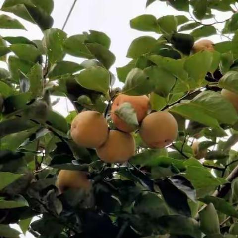 才见秋意浓，又遇柿子红