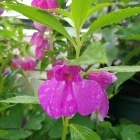 凤仙花的生长过程