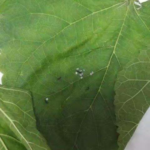 陈紫琪记录蚕的生长过程