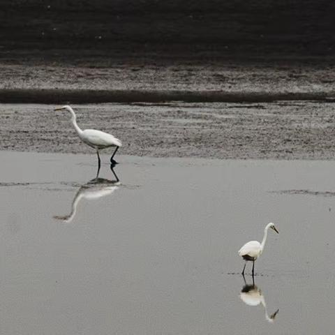 滨海拍白鹳