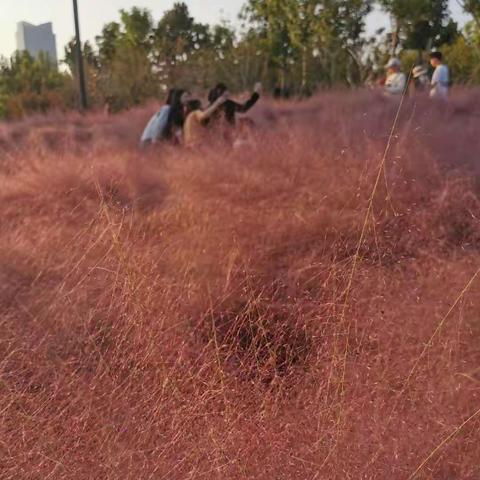 亦花亦草粉黛子