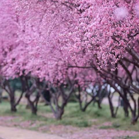 【班级动态】双江县花蕊幼儿园中班——《梅花盛开》