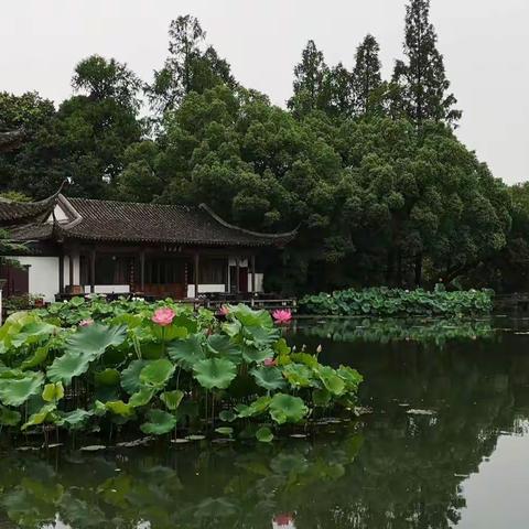 夏日荷花别样美，荷舞飘香绕湖中！