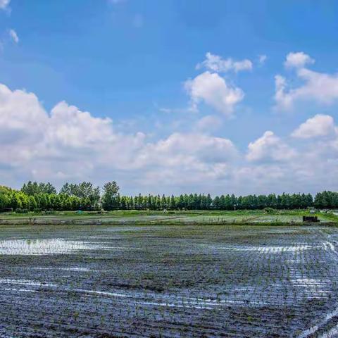 青浦蔡浜村荷花淀山湖边