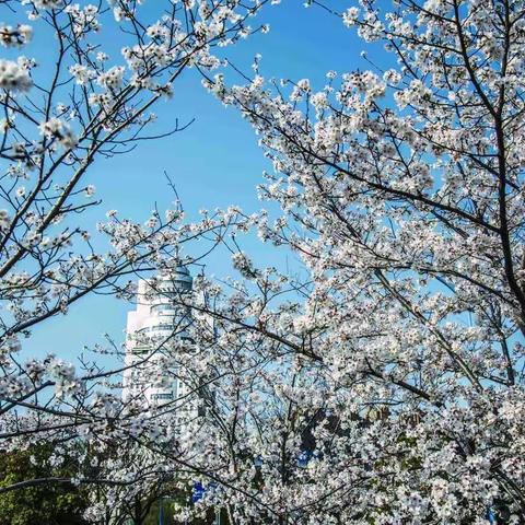 樱花