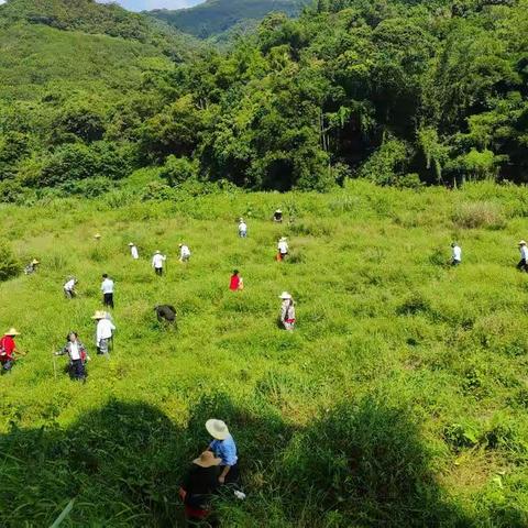 绿水青山就是金山银山 高峰村腹地植树生林正当时