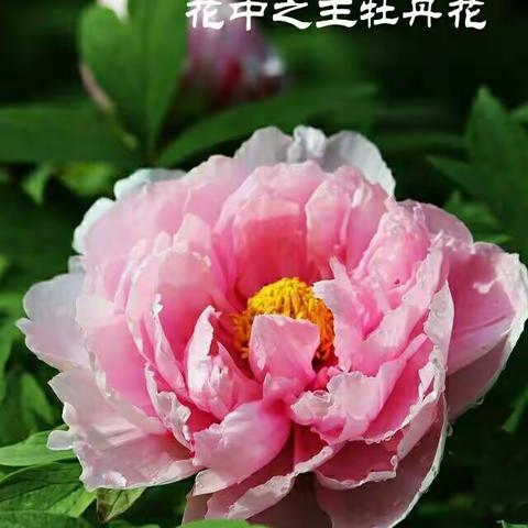 牡丹花，雍容华贵，有国色天香、花中之王的美誉，有富贵荣华吉祥幸福的象征。是中国十大名花之一。