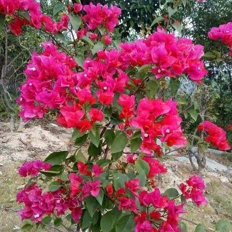 杜鹃花，又名映山红，是中国十大名花之一。