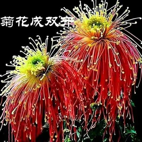 菊花是凌霜而绽，不趋炎势，具有顽强生命力和高风亮节精神。菊花象征着长寿长久的意义。