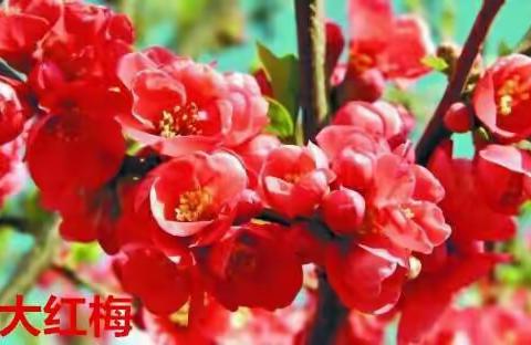 梅花是我国的传统名花，有花中之魁的美誉，是中国十大名花之一。