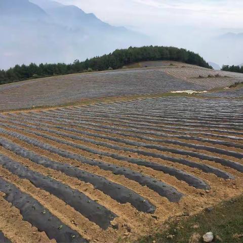 5月3日至6日，红塔集团昭通卷烟厂生产质检科一行四人到永善检查指导烤烟移栽工作。