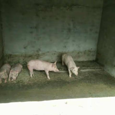 狠抓思想转变 加快产业扶持――周至中学联户帮扶工作纪实