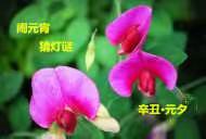元宵灯谜(B)：