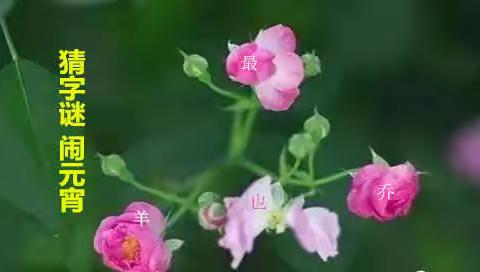 元宵灯谜(A)：