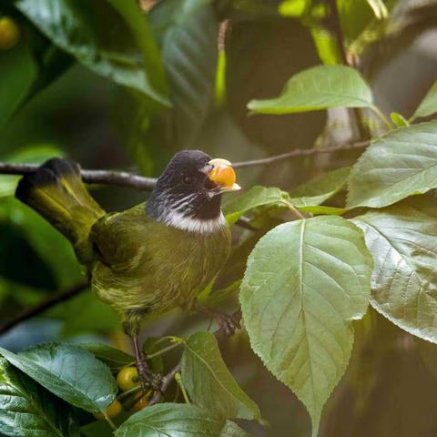 樱桃🍒还没红鸟儿开始啄